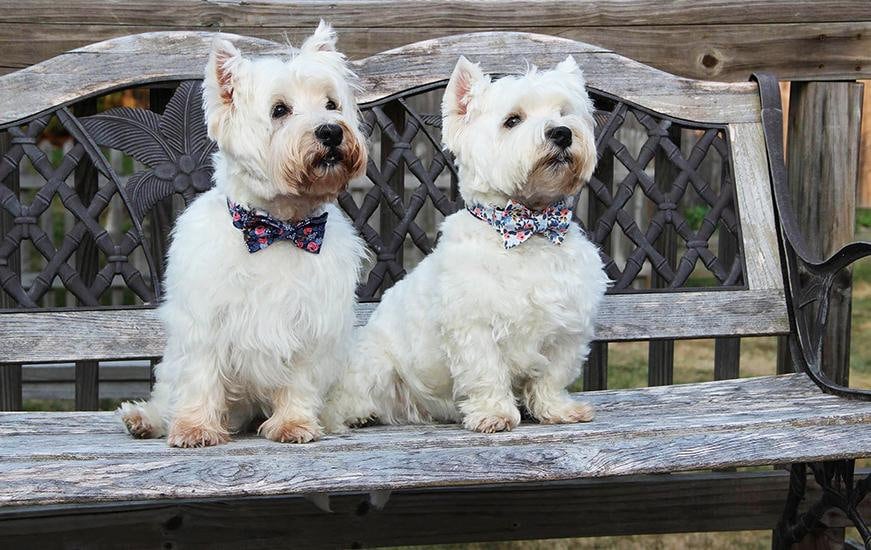 Dog Bow Tie, Stripes Dog Bowtie, Dog Bow Tie Male, Dog Bow Tie Collar Boy, Dog Bowtie Collar, Dog Bowtie Wedding, Red Dog Bowtie Cute