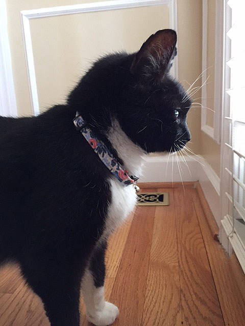 How to Make an Adjustable Cat Collar