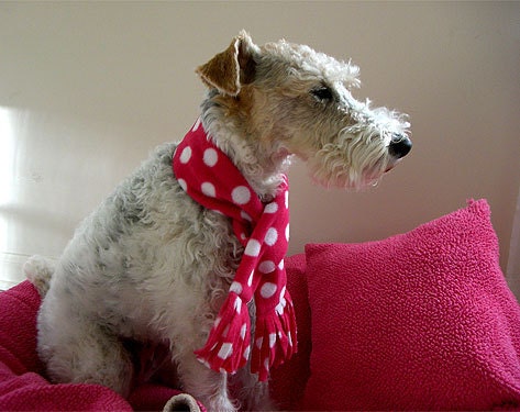 How to Make a Fleece Dog Scarf Sewing Instructions